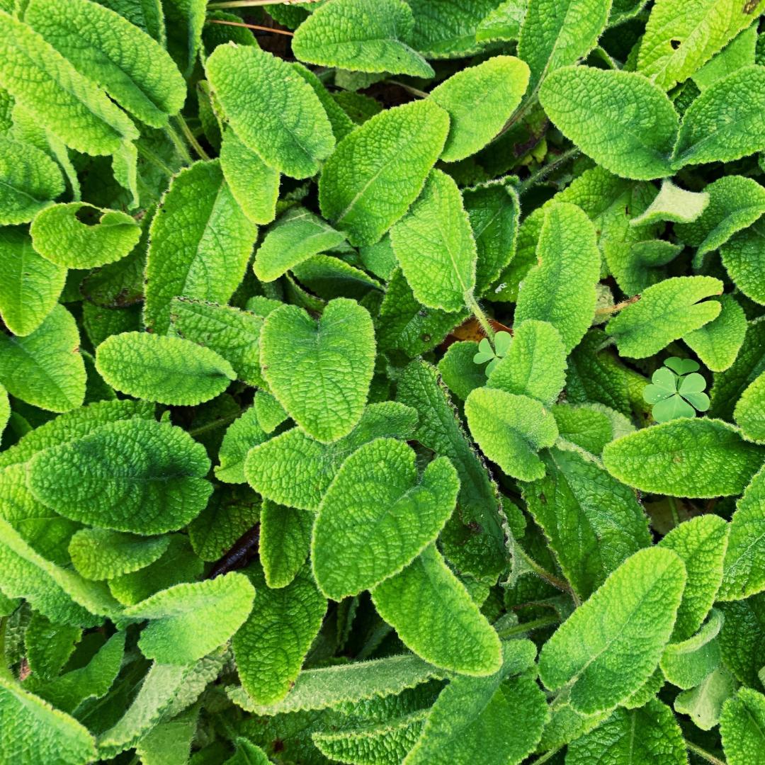 Know Your Adaptogen: Lemon Balm