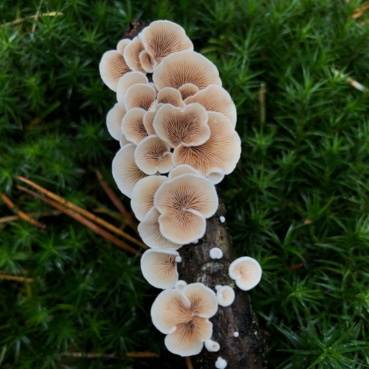 Understanding the Dynamic Duo: Mycelium and Fruit Bodies in Functional Mushrooms