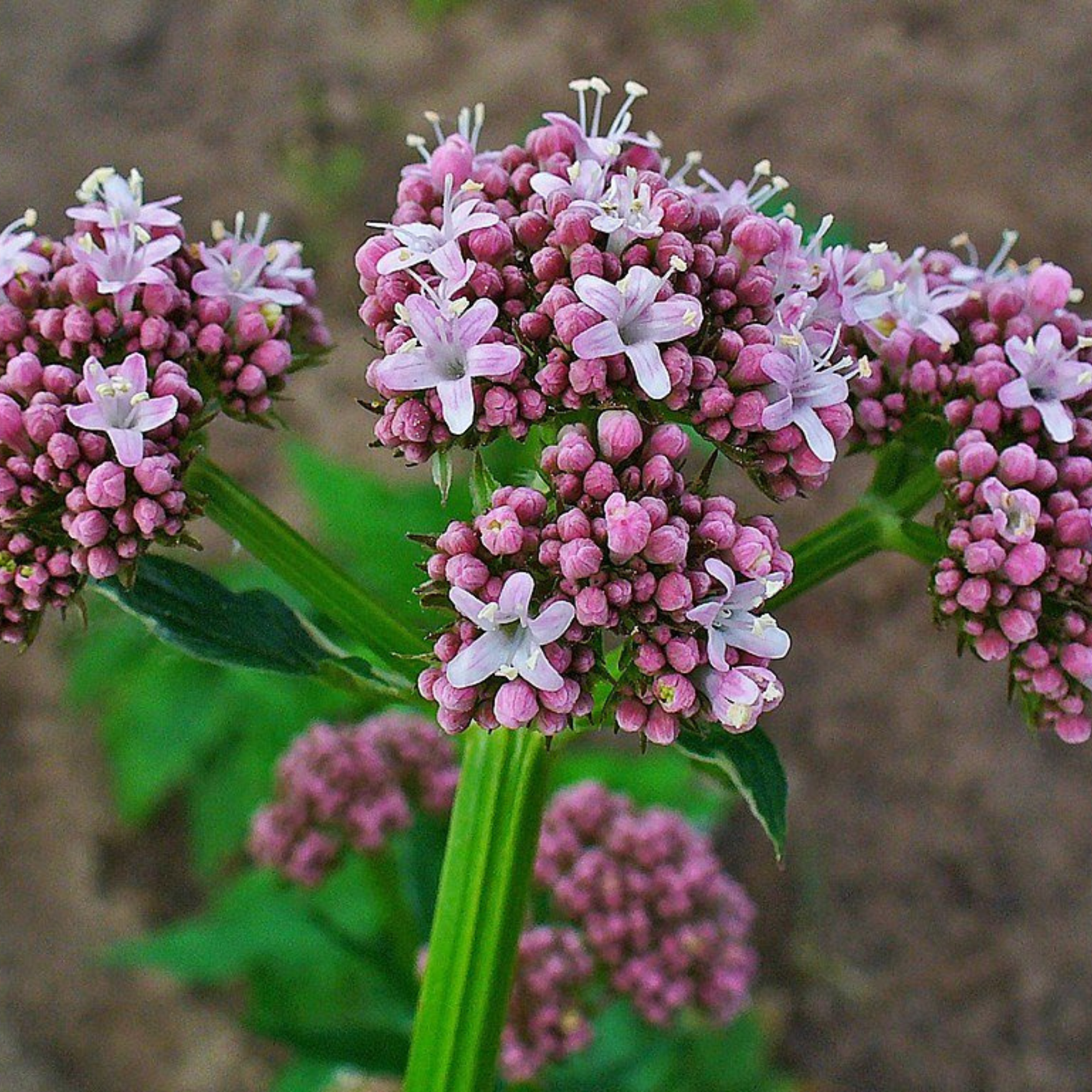 Valerian Root Organic Extract - SERENITAS