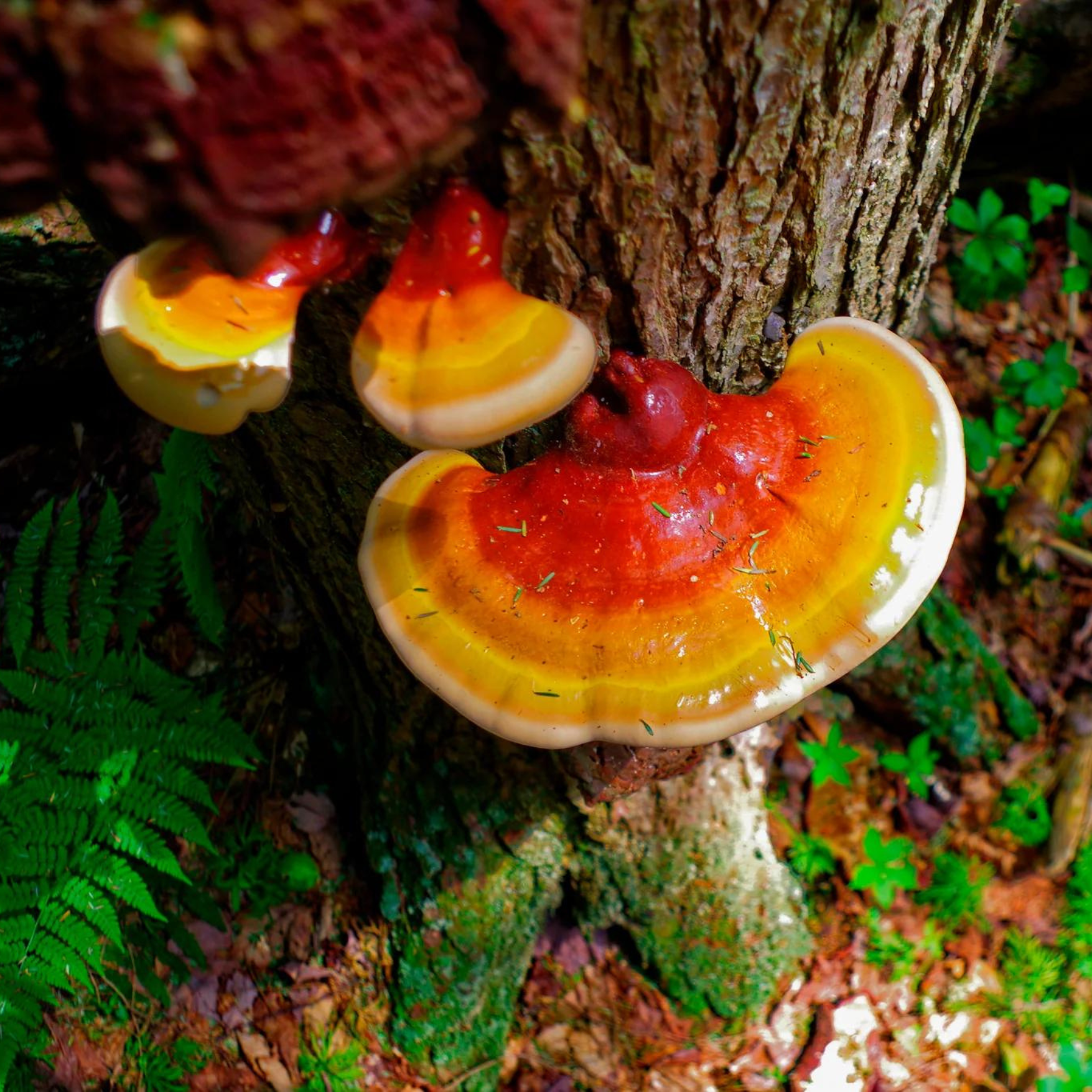Reishi Functional Mushroom - IMMUNITAS